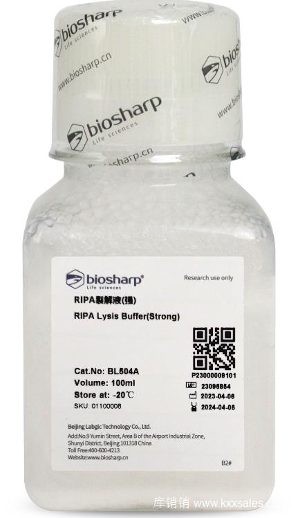 BL504A RIPA裂解液(强)